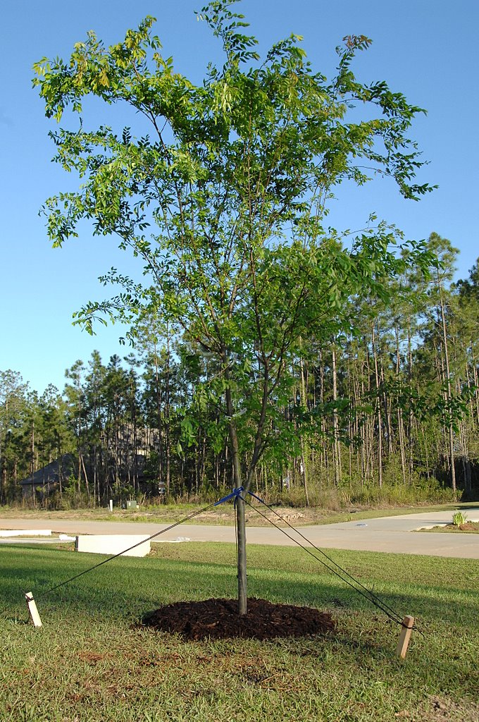 elm tree. of our new Drake Elm tree: